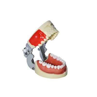 China High Quality Sutureable Practice Product Product Display Dental Abscess Models And Sutureable Tooth Models for sale