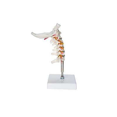 China Teaching Human Skeletal Cervical Spine Model 7 Cervical Vertebrae With Occipital Bone for sale