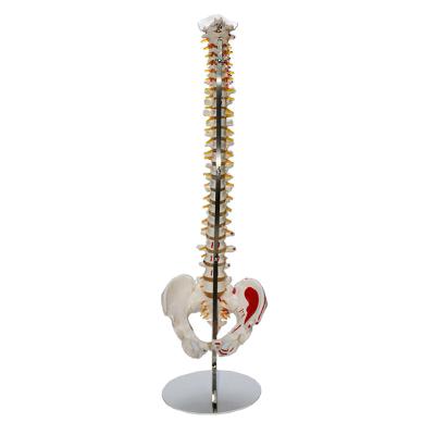 China Bone Thorn Spine Teaching Human Vertebrae Model with Arbitrarily Bent and Detachable Nerves and Blood Vessels for sale