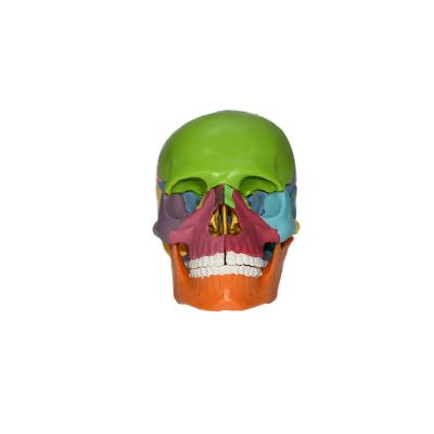 China Detachable Teaching Human Skeleton Model 15 Parts Color Skull 1/2 Real Skull Model Assemble Colored Skulls for sale