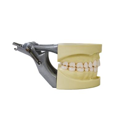 China Hard Gingival Tooth Dental Standard Model Dental Study DP Articulator Model for sale