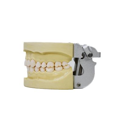 China Traing standard dental model for oral practice for sale