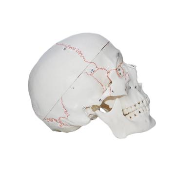 China School B white skull pattern with numbers for sale