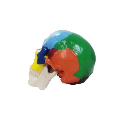 China School Color Asian Skull Human Skeleton Model for sale