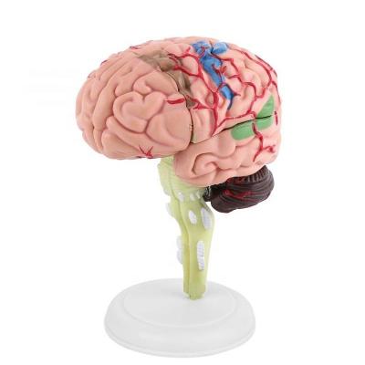 China Patient Care Demonstration Anatomy Horizontal Section Brain Medical Model for sale