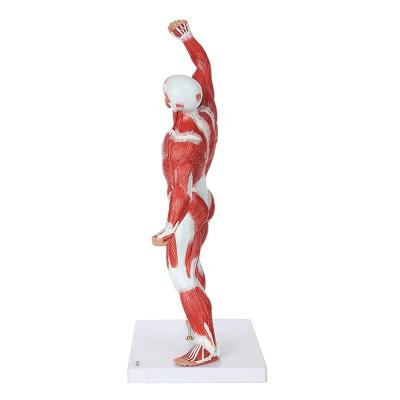 China Patients Care Demonstration Man Muscle Anatomy Model for sale