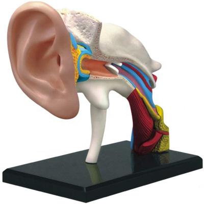 China Patient Care Demonstration 4D-Vision Human Ear Anatomy Model for sale