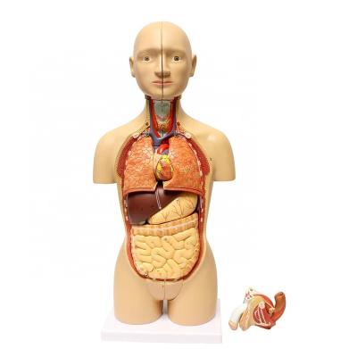 China Patients Care Anatomical Medical Demonstration Torso Model 32 Parts Human Anatomy Model for sale