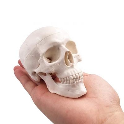 China Patient Care Demonstration Mini Medical Skull Model YJ705 for sale