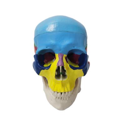 China Medical Teaching Simulation Skull Color Human Skeleton Model for sale