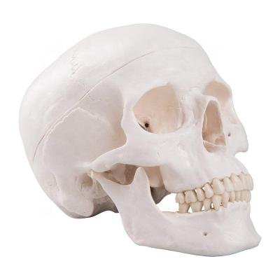 China Patients Care Life Size Adult Dismountable Demonstration Skull Cap Skull Model YJ707 for sale