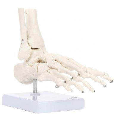 China Patients Care Foot Joint Life Size Human Skeletal Demonstration Model for sale