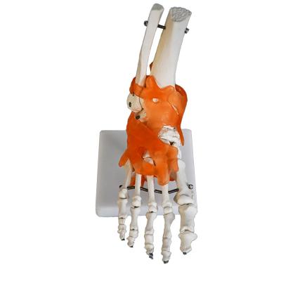 China Foot bone teaching PVC foot skeletal model, foot anatomical model, hunam foot bone model for sale