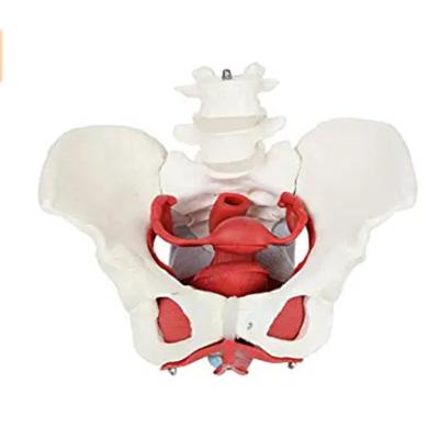 China Patients Care Demonstration Medical Female Pelvis Skeletal Teaching Model for sale