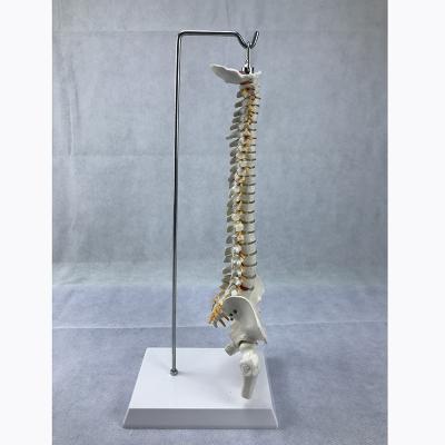 China Patients Care Demonstration 45cm Full Model Anatomical Human Spine C for sale