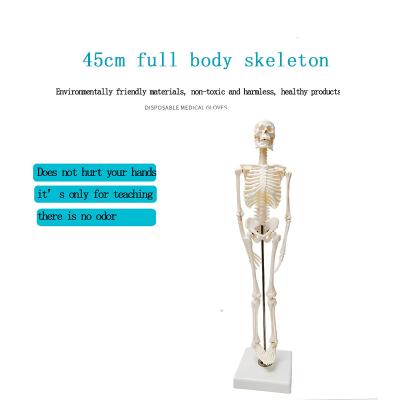 China Patients Care Demonstration Clear Human Skeleton 45cm Anatomical Models Teaching Resources for sale