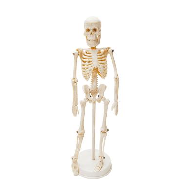 China Patients Care Demonstration 20cm Human Bone Skeletal Anatomy Model for sale