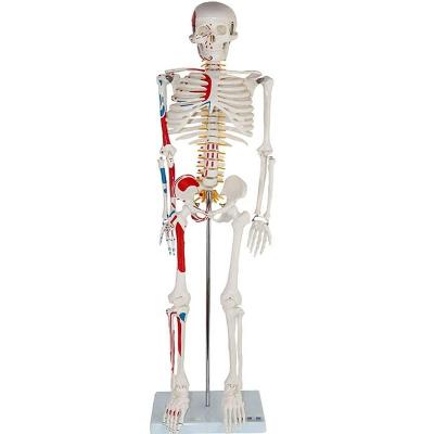 China Patients Care Demonstration 85cm Human Bone Skeletal Anatomy Model for sale