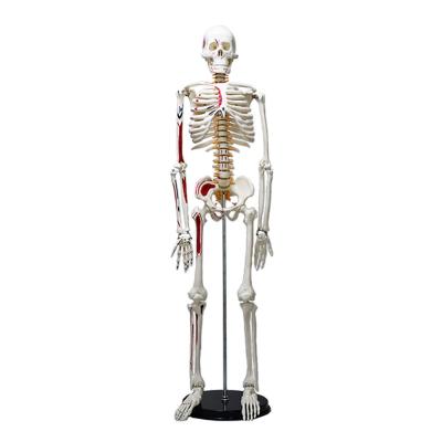 China High quality 85CM teaching the human bone skeletal anatomy With neurovascular model and muscle start and end points teaching resources for sale