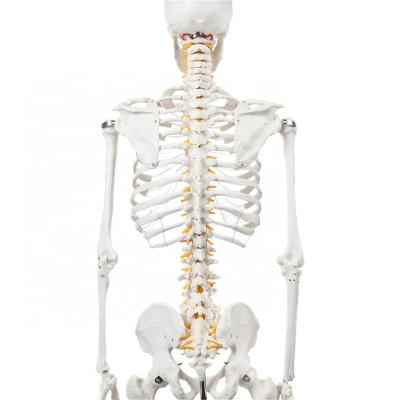 China Patients Care Demonstration YJ721 Human Anatomical Skeletal Model for sale