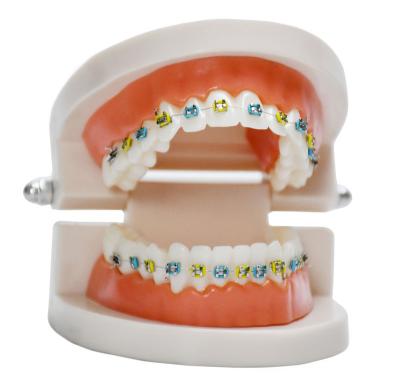 China Medical Student Training Production of custom oral dental tooth models for dental students to practice installing brackets on teeth on demonstra for sale