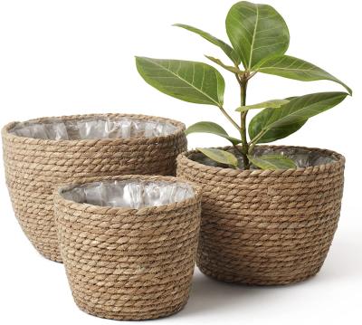 China Factory wholesale basket of plant plankton manufacture modern professional cheap basket of plant plankton for sale