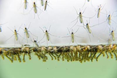 China Biologischer Moskito-Insektenvertilgungsmittel-Moskito Densovirus-Bazillus Thuringiensis-Subsp Israel Kill Mosquito Wigglers zu verkaufen