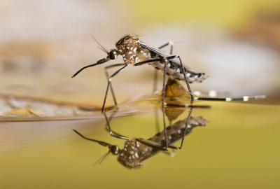 China Biologische van de het Insecticidemug van de Mugmoordenaar de Larvenmoordenaar Te koop