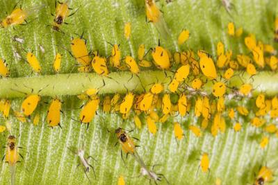 China Chemisches Schädlingsbekämpfungsmittel Thiamethoxam, welches das Blattlausinsektenvertilgungsmittel effektiv zu Flüssigkeit Reis planthopper Cotent 30% Thiamethoxam tötet zu verkaufen