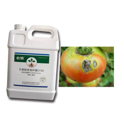 China Agricultural Fungicide CY30 Biocide Cure Tomato Chili Anthracnose for sale