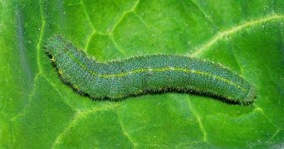 China 2 Jahre Haltbarkeit und organisches Pestizid für Kohl Kohlwurm Schäden Spray Anwendungsweise zu verkaufen