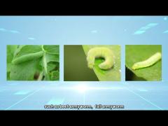 biological chemical pesticide and insecticide agriculture use organic vegetable ,tea plant