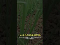 The combination of bacillus spores and baculovirus can better control the lepidopteran pest