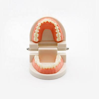 China Medical School Teacher Teaching Dental Model Dental Removable Model Oral Denture Model for sale