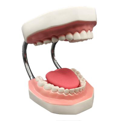 China Detailed Anatomy Structures Dental Models Teeth Models Vivid Teeth With 6 Times Big Size for sale