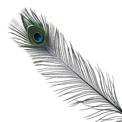 China China peacock eyes stem dyed feathers for sale peacock feather for sale