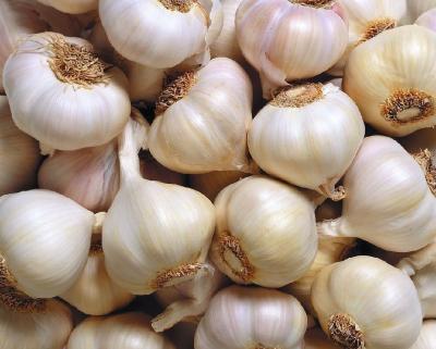 China Starke helle Haut-normaler weißer Knoblauch 200g/250g/500g/1000g/Nettotasche zu verkaufen