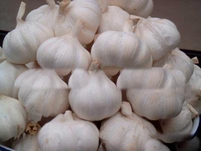 China New Crop Fresh Pure White Garlic 5cm 5.5cm for Southeast Asia , Middle East for sale