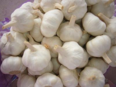 China Thick Bright Skin Organic Pure White Garlic 4.5cm No Pests for sale