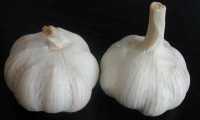 China Plump Shaped 6.0 - 6.5cm Pure White Garlic With GAP , SGS , JAS for sale