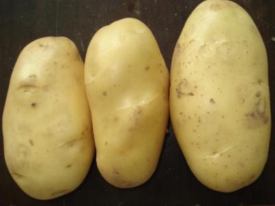 China Natural Yellow Skin Organic Fresh Holland Potato Large Size 80 - 150g for sale