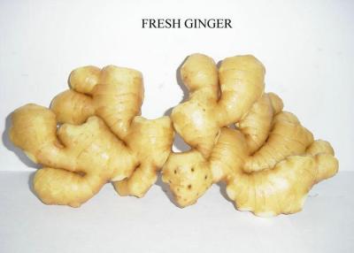 China Golden Semi - dried Fresh Ginger 9kg / Carton For Japan , South Korea ,  America for sale