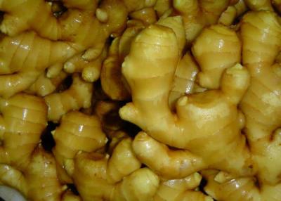 China Professional Air Dry Fresh Ginger 300g ,100% Nature And Green Food for sale