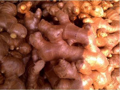 China Healthy Fresh Ginger Crop 150 - 250g / 100 - 150g , Long Shelf Life for sale