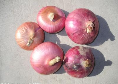 China New Crop Natural Fresh Red Onion , No Worm - Eaten 30kg / Mesh Bag for sale