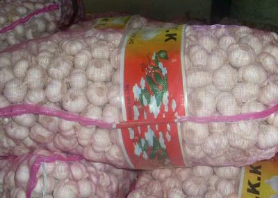 China Small Pure White Garlic No Pests , No Rotted 10kg / Mesh Bag for sale