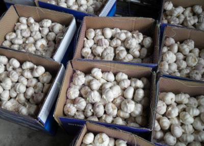 China Natural Fresh Vegetable Pure White Garlic 5.5cm Packed In Carton for sale