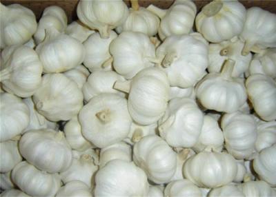 Chine Ail blanc normal d'entreposage au froid avec 3P, 4P, 5P, 6P/filet à vendre