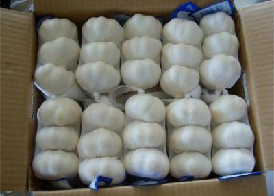 China Zugelassener starke Beschaffenheits-normaler weißer Knoblauch GAPS, Größen 6.0cm zu verkaufen