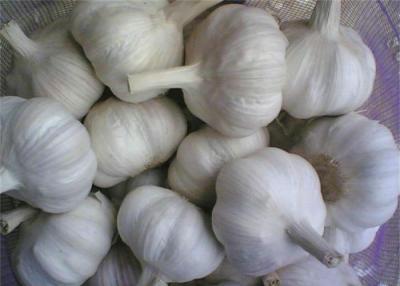 China Verdura liliácea del ajo blanco normal fresco orgánico, 20kg/bolso de la malla en venta